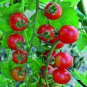 Mexico Midget Tomato 100 PCS Seeds