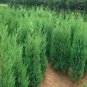 Microbiota Decussata Siberian Carpet Cypress Arborvitae Flower Bonsai 100 PCS Seeds
