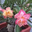 Middle Colorful Grafting Adenium Obesum Desert Rose 2 PCS Seeds
