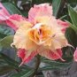 Middle Colorful Grafting Adenium Obesum Desert Rose 2 PCS Seeds