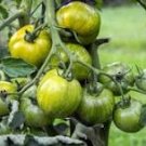 Middle Green Tomato with Dark Green Stripe Original 300 PCS Seeds