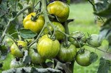 Middle Green Tomato with Dark Green Stripe Original 300 PCS Seeds