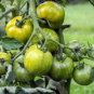 Middle Green Tomato with Dark Green Stripe Original 300 PCS Seeds