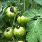 Middle Green Tomato with Dark Green Stripe Original 300 PCS Seeds