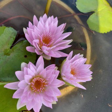 Middle Pink FUYANG Water Lily Pond Flower 1 PCS Seeds