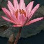 Middle Pink FUYANG Water Lily Pond Flower 1 PCS Seeds