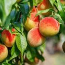 Middle-sized Nectarine Smooth-skinned Peach Fruit 2 PCS Seeds Middle-sized Nectarine Smooth-skinned Peach Fruit 2 PCS Seeds