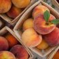 Middle-sized Nectarine Smooth-skinned Peach Fruit 2 PCS Seeds