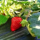 Middle-sized Red Climbing Strawberry Fruits 100 PCS Seeds Middle-sized Red Climbing Strawberry Fruits 100 PCS Seeds