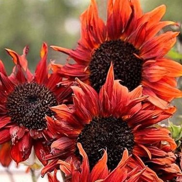 Middle-sized Red Fortune Sunflower Bonsai 15 PCS Seeds