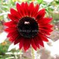Middle-sized Red Fortune Sunflower Bonsai 15 PCS Seeds