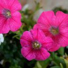 Middle-sized Rose Red Garden Petunia Annual Flower 60 PCS Seeds