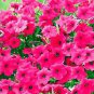 Middle-sized Rose Red Garden Petunia Annual Flower 60 PCS Seeds