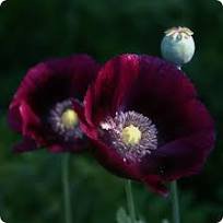 Midnight Poppy Papaver Somniferum 150 PCS Seeds