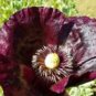 Midnight Poppy Papaver Somniferum 150 PCS Seeds
