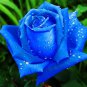 Midnight Supreme Rose 100 PCS Seeds