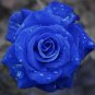 Midnight Supreme Rose 100 PCS Seeds
