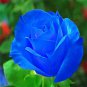 Midnight Supreme Rose 100 PCS Seeds