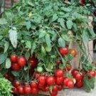 Milky Red Cherry Tomato, Edible Organic Fruits 20 pcs Seeds
