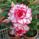 Milky White & Deep Red Adenium Garden Flower 2 PCS Seeds Milky White & Deep Red Adenium Garden Flower 2 PCS Seeds