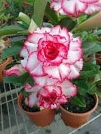 Milky White & Deep Red Adenium Garden Flower 2 PCS Seeds