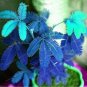 Mimosa F;lower Plant 30 PCS Seeds