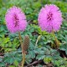 Mimosa Pudica Seeds Pink Flowers Sensitive Plant 20 PCS Seeds Mimosa Pudica Seeds Pink Flowers Sensitive Plant 20 PCS Seeds