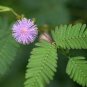 Mimosa Pudica Seeds Pink Flowers Sensitive Plant 20 PCS Seeds