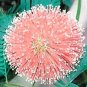 Mimosa Pudica Seeds Pink Flowers Sensitive Plant 20 PCS Seeds