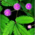 Mimosa Pudica Sensitive Plant Foliage Plant 35 PCS Seeds