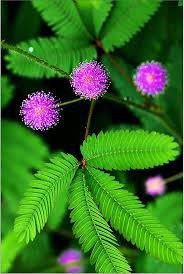 Mimosa Pudica Sensitive Plant Foliage Plant 35 PCS Seeds