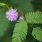 Mimosa Pudica Sensitive Plant Foliage Plant 35 PCS Seeds