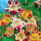 Mimulus Luteus 30 PCS Seeds