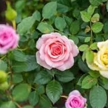 Minature Light Pink Rose 50 PCS Seeds