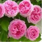 Minature Light Pink Rose 50 PCS Seeds