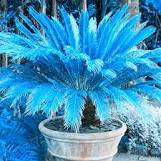 MiNI Blue Sago Cycas Bonsai Revolute Plant Bonsai 10 PCS Seeds