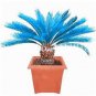 MiNI Blue Sago Cycas Bonsai Revolute Plant Bonsai 10 PCS Seeds