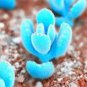Mini Blue Succlent Seed Monilaria Obconica Rabbit Living Lithops Flowers 100 PCS Seeds