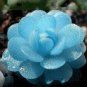Mini Blue Succlent Seed Monilaria Obconica Rabbit Living Lithops Flowers 100 PCS Seeds