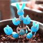 Mini Blue Succlent Seed Monilaria Obconica Rabbit Living Lithops Flowers 100 PCS Seeds