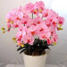 Mini Bonsai Orchid 100 PCS Seeds