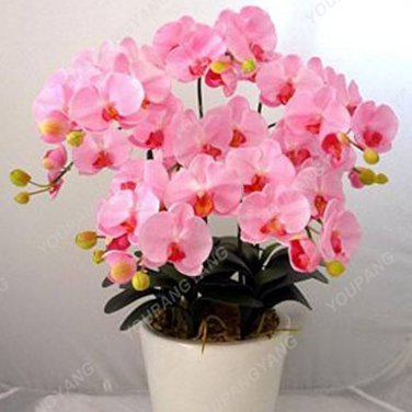 Mini Bonsai Orchid 100 PCS Seeds
