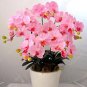 Mini Bonsai Orchid 100 PCS Seeds