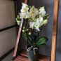 Mini Bonsai Orchid 100 PCS Seeds