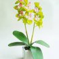 Mini Bonsai Orchid 100 PCS Seeds