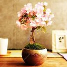 Mini Bonsai Sakura Flower 10 PCS Seeds