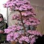 Mini Bonsai Sakura Flower 10 PCS Seeds