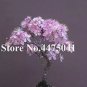 Mini Bonsai Sakura Flower 10 PCS Seeds
