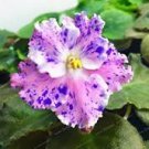 Mini Bonsai Violet Plants Colorful Rare African Flower 50 PCS Seeds Mini Bonsai Violet Plants Colorful Rare African Flower 50 PCS Seeds