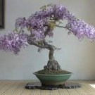 Mini Bonsai Wisteria Tree Indoor Ornamental Plants 10 PCS Seeds